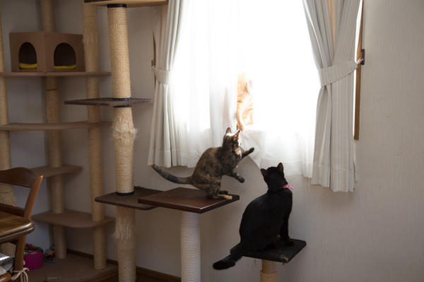 こねことポカポカ_d0355333_11394341.jpg