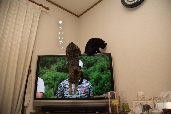 可愛いふたり _d0355333_11542489.jpg