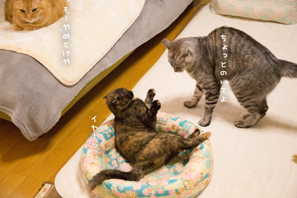 がんばれなっちゃん_d0355333_11592989.jpg