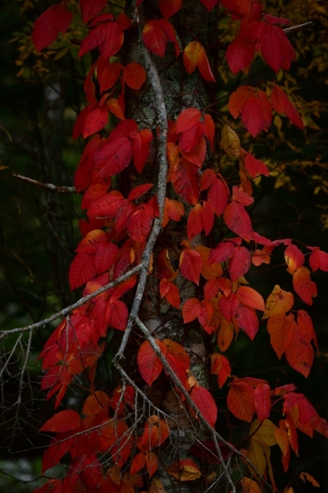 紅葉北辺図_f0050534_22515769.jpg