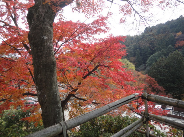 京都西山　善峯寺（よしみねでら）へ紅葉狩り_d0359338_22105818.jpg