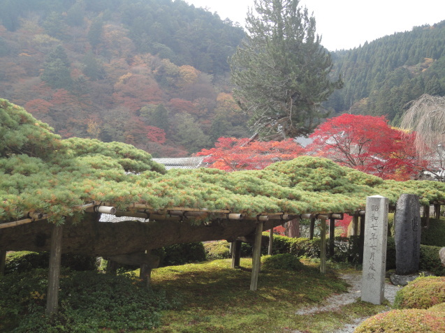 京都西山　善峯寺（よしみねでら）へ紅葉狩り_d0359338_22125501.jpg