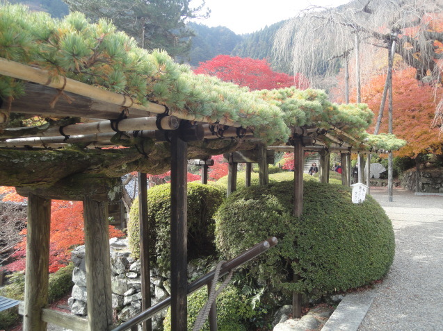 京都西山　善峯寺（よしみねでら）へ紅葉狩り_d0359338_22134336.jpg