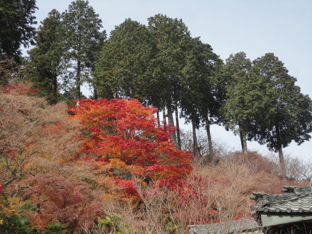 京都西山　善峯寺（よしみねでら）へ紅葉狩り_d0359338_22232642.jpg