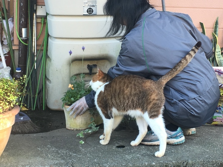 b0060239_17274702.jpeg