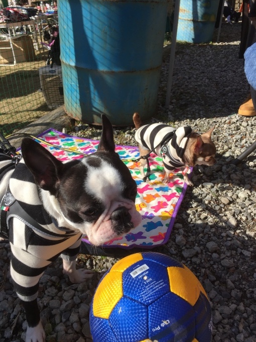 b0369239_17105571.jpeg