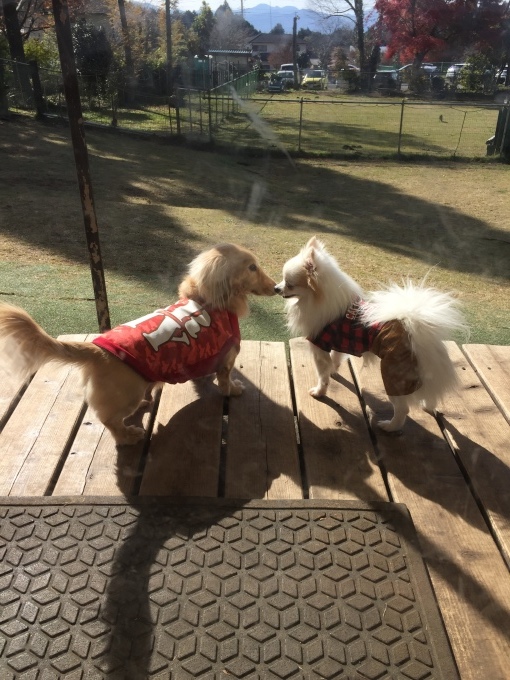 b0369239_17120490.jpeg