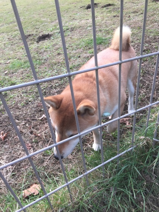 b0369239_17122458.jpeg