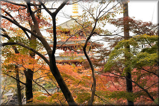 紅葉2017　＠高幡不動尊金剛寺_f0363141_06305936.jpg