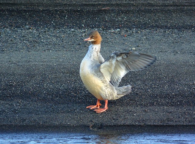 河川敷の野鳥！_c0349842_16271870.jpg