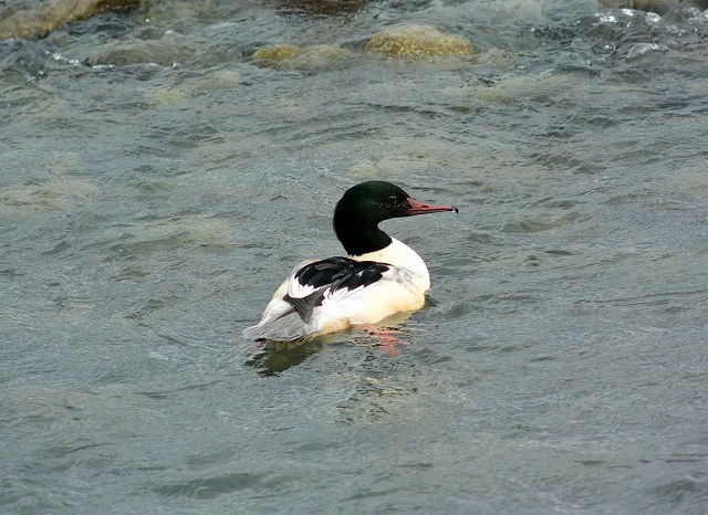 河川敷の野鳥！_c0349842_16291209.jpg