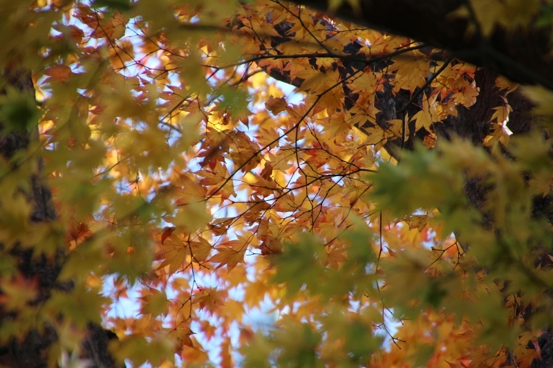 福島県南の紅葉　亀ケ城公園２　＠福島県棚倉町_f0048546_21441896.jpg