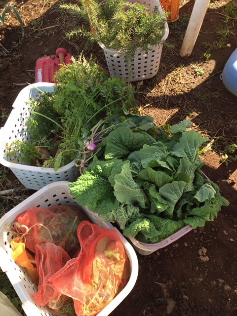 今朝の畑訪ね人　　　　野菜大好き　自然大好き・・乗り物も好き_c0222448_15505549.jpg