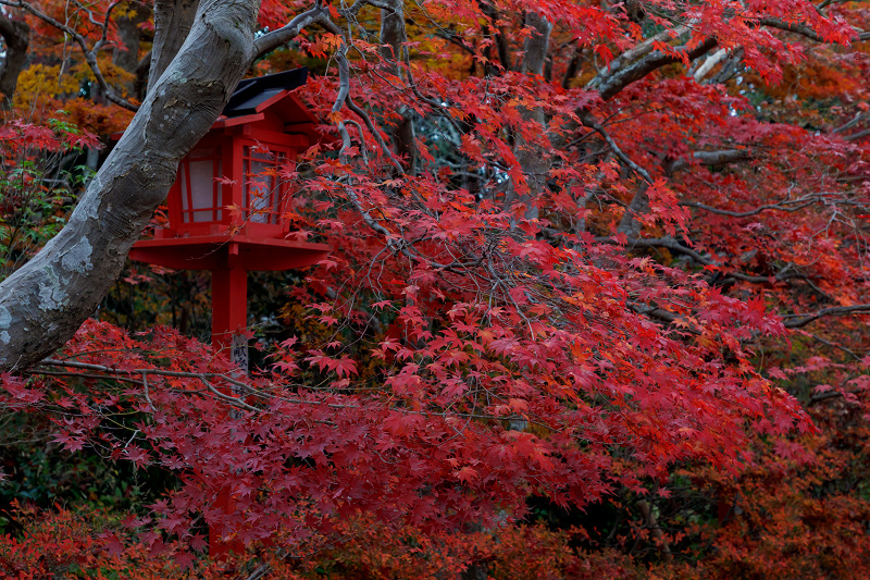 京都の紅葉2017 鍬山神社の錦_f0155048_17121926.jpg