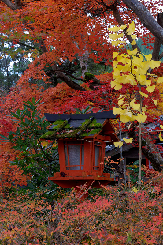 京都の紅葉2017 鍬山神社の錦_f0155048_17142199.jpg