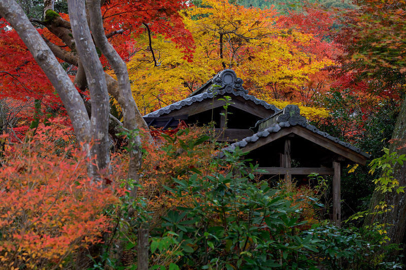 京都の紅葉2017 鍬山神社の錦_f0155048_17142440.jpg