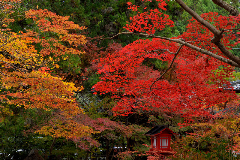 京都の紅葉2017 鍬山神社の錦_f0155048_17223050.jpg