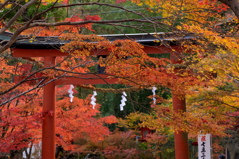 京都の紅葉2017 鍬山神社の錦_f0155048_17255817.jpg