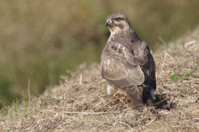 初冬の鳥たち（伊豆沼・蕪栗沼）_b0144049_16173799.jpg