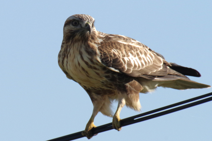 初冬の鳥たち（伊豆沼・蕪栗沼）_b0144049_16184661.jpg