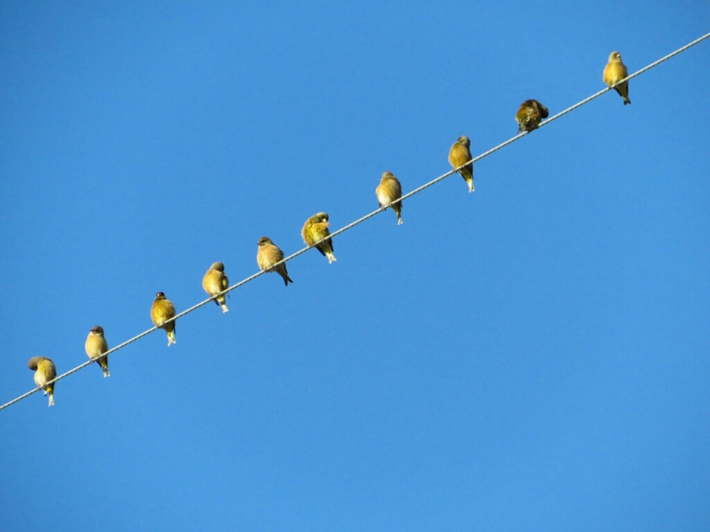 電線に雀 カワラヒワでした 花追い日記