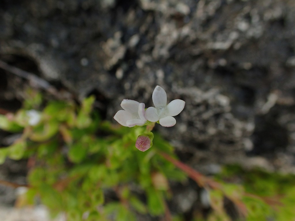 e0367158_17215407.jpg