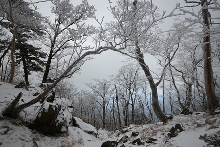 霧の頂上　　八経ヶ岳_c0303868_02365082.jpg