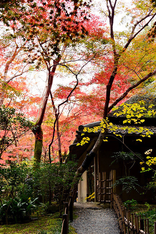 祇王寺・紅葉_c0317868_16062347.jpg