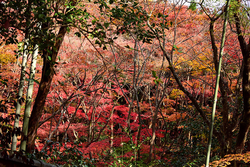 滝口寺・紅葉_c0317868_16174175.jpg