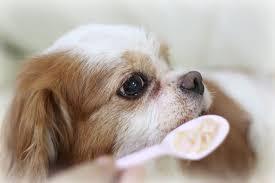 犬の老化について ②_e0367571_18172854.jpg