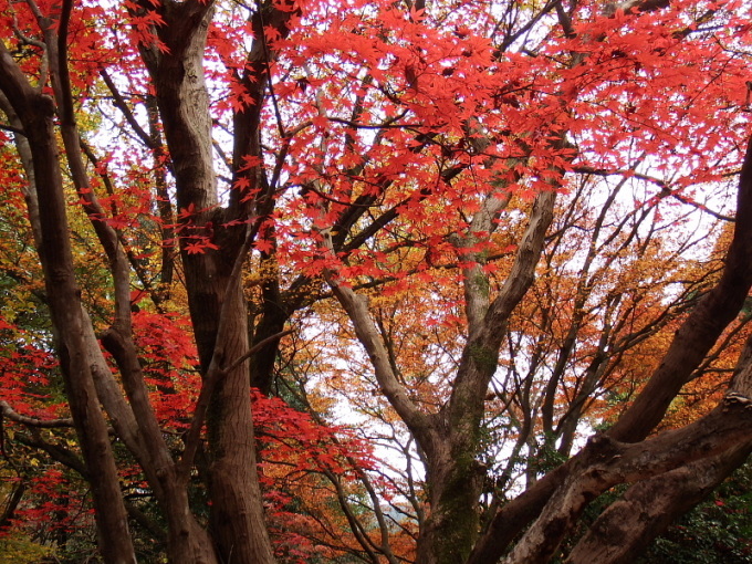 香園寺奥の院の紅葉_c0215673_21054576.jpg