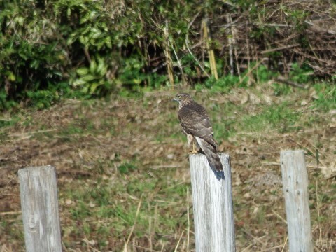 ★先週末の鳥類園(2017.11.25~26)_e0046474_10271053.jpg