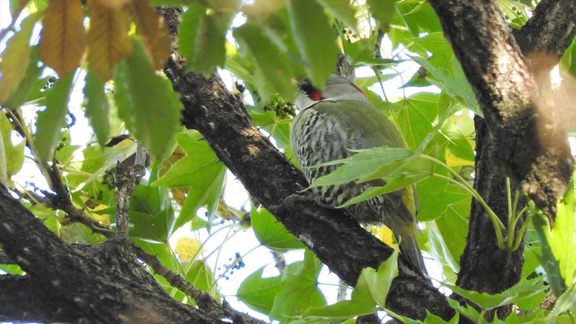 川崎・生田緑地　野鳥観察会_f0373875_15320014.jpg