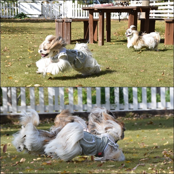 茨城犬お泊り会　その2_e0234881_21075772.jpg