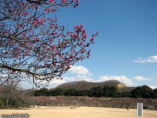 忘れないための記録『桐生南公園 梅祭り』_f0150682_14484080.jpg