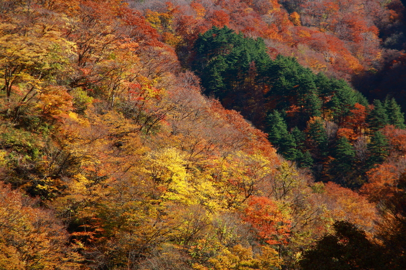 村上市 三面渓谷の紅葉 ラスト_e0165983_12271601.jpg