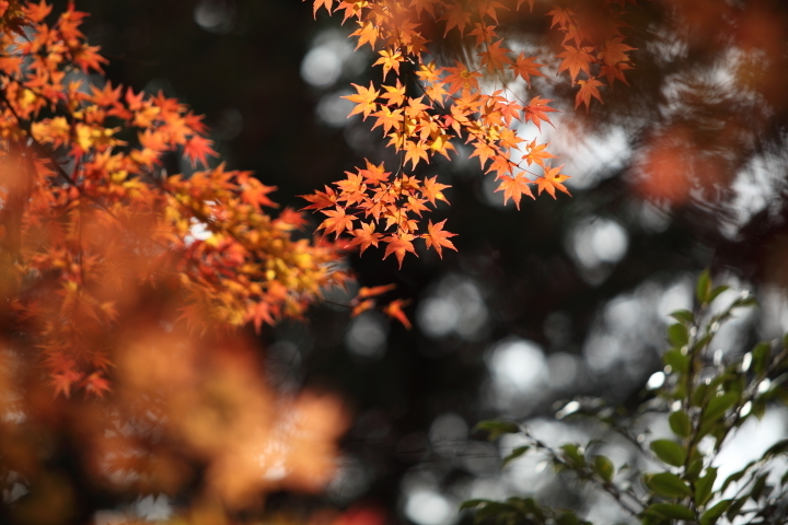 「　晩秋　東京　2017 」　東京　旧古河庭園_f0164989_13264957.jpg