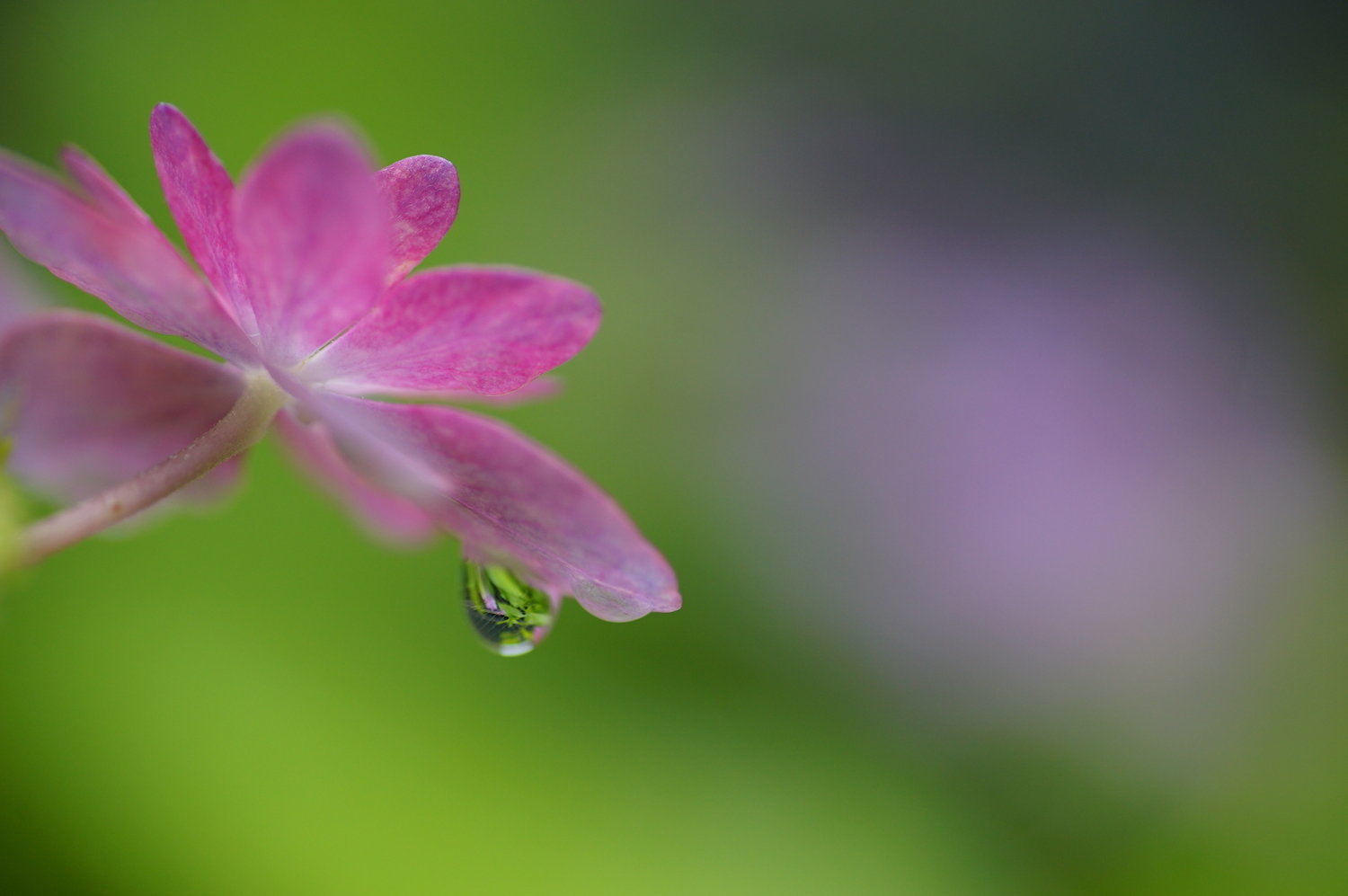 紫陽花の季節_f0381792_15511301.jpg