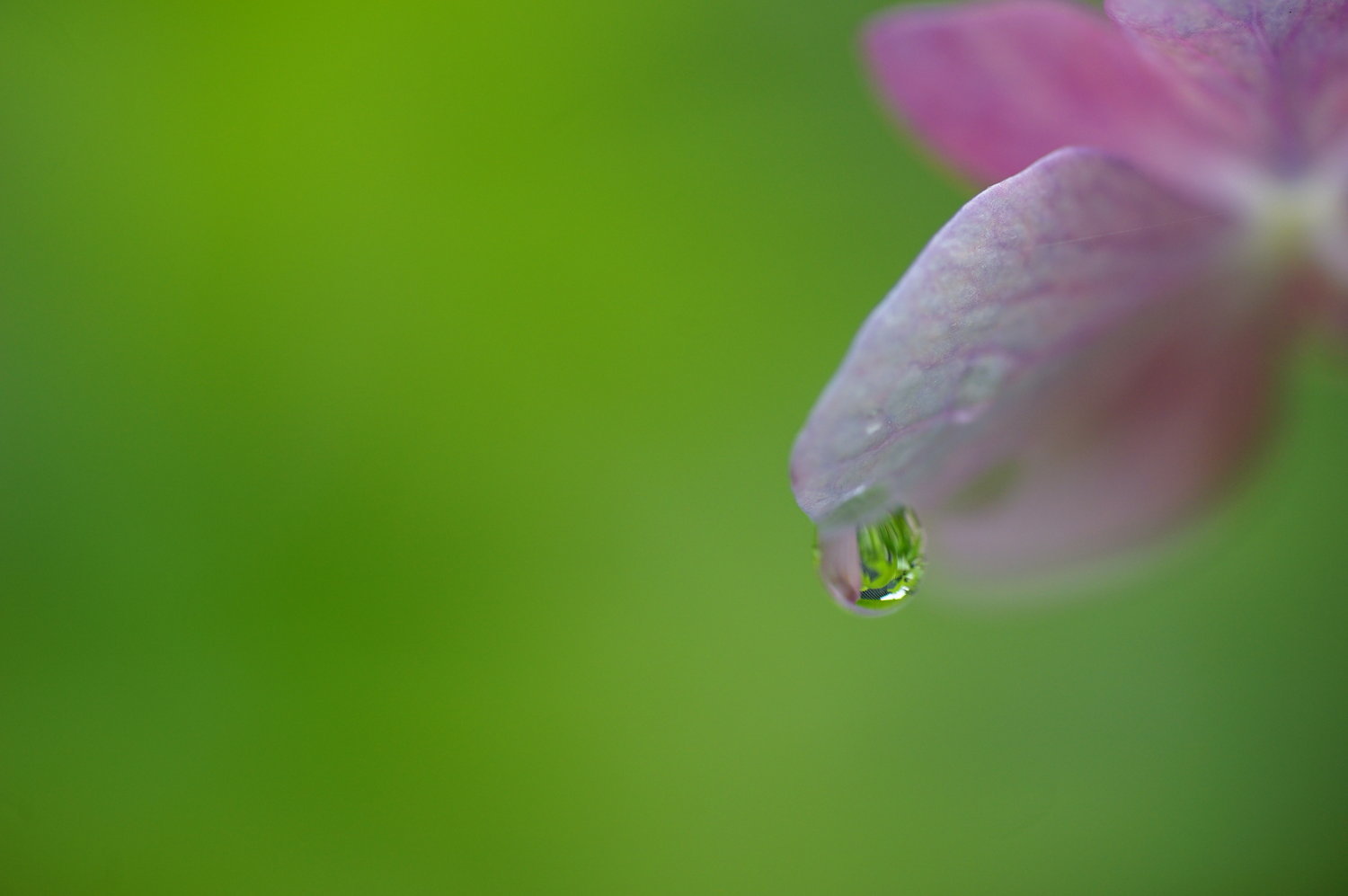 紫陽花の季節_f0381792_15520979.jpg