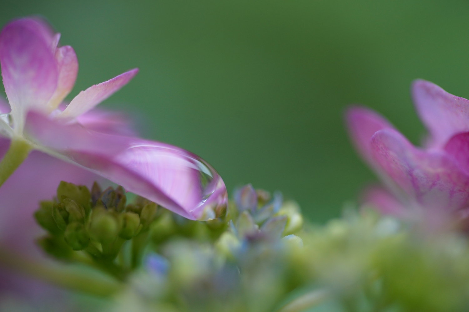 紫陽花の季節_f0381792_15530144.jpg