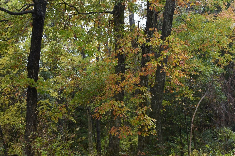 d0234293_7182728.jpg