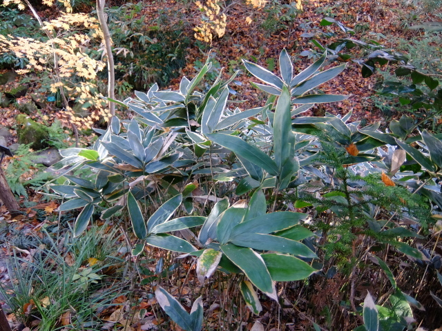 仙台市野草園の紅葉_f0100593_20014276.jpg