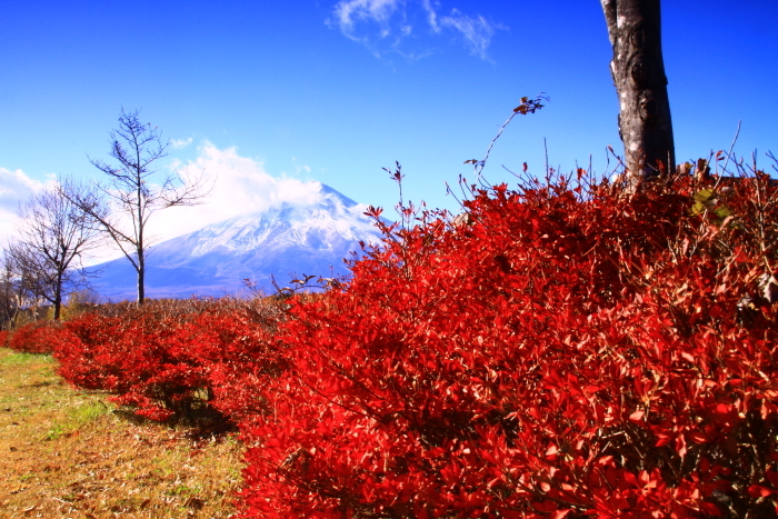 29年11月の富士(22)富士山麓の富士_e0344396_08281414.jpg