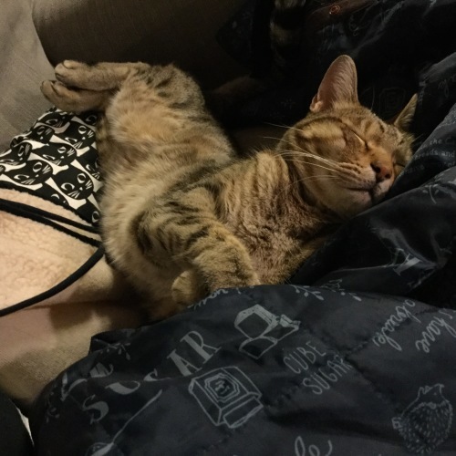 チビポーチ (2)_e0358096_19282260.jpeg