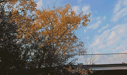 e0063902_22042788.gif