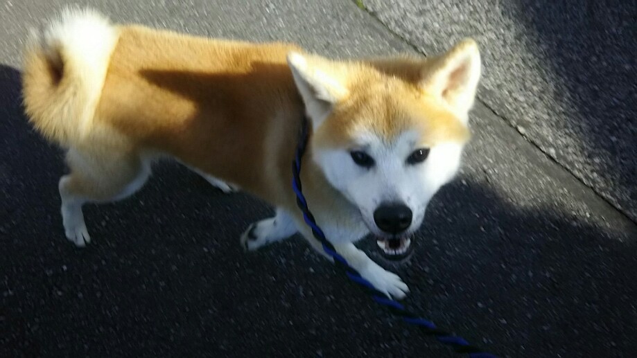 【犬・移動先募集】センター(支所)収容(11/25訪問)_f0242002_11422562.jpg
