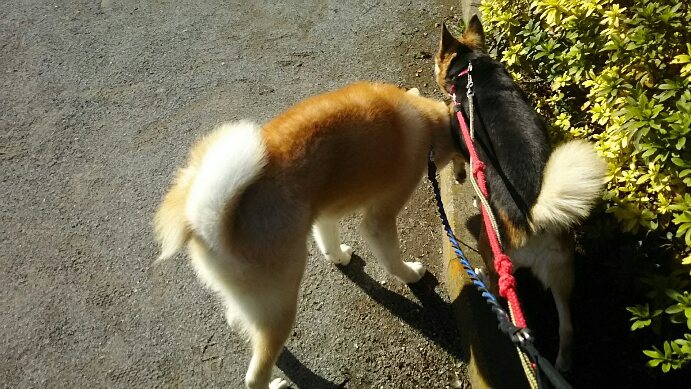 【犬・移動先募集】センター(支所)収容(11/25訪問)_f0242002_11423436.jpg
