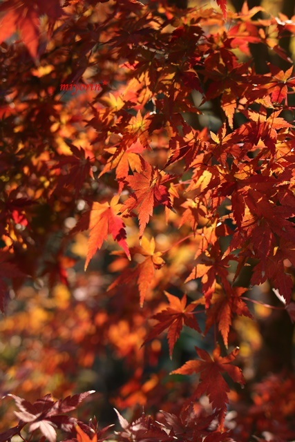 a0123003_22455130.jpg