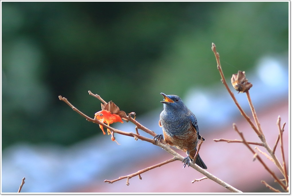 柿の木に集まる鳥さんたち_a0057905_17350275.jpg