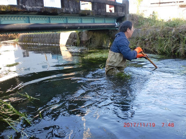 一度刈らないと水位が高く胴長に浸水　今年最後の田宿川の川そうじ_f0141310_07550610.jpg